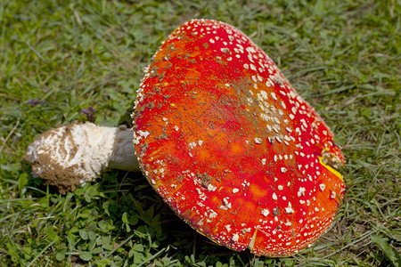 草地上的红蘑菇毒菌图片