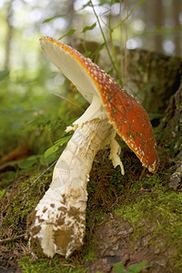 森林中的大红蘑菇毒菌图片