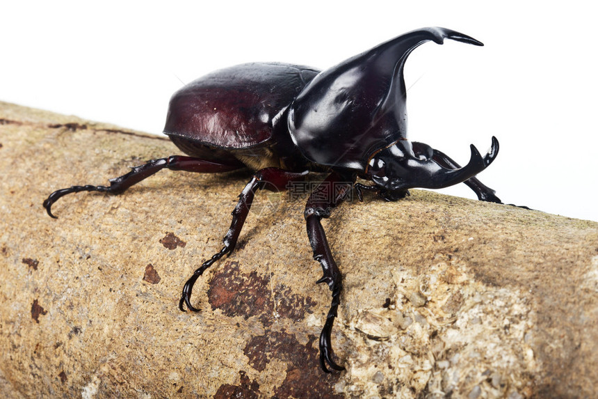 斯卡巴伊达家族的犀牛甲虫图片