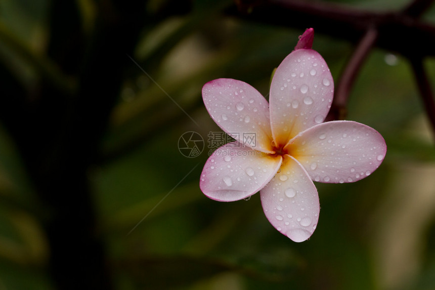 一朵热带花紧雨下过后图片