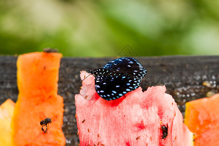 在伯利兹雨林中以新鲜水果为食的图片