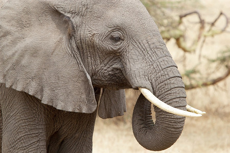 非洲大草原上的非洲象LoxodontaAfr图片