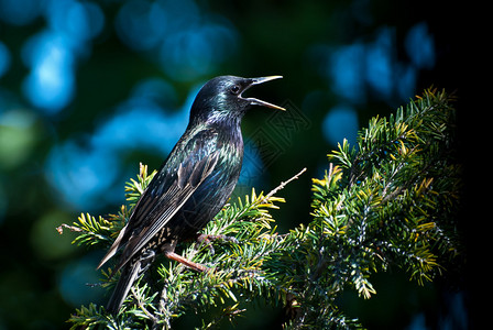 欧洲椋鸟栖息在树上歌唱图片
