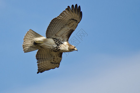 未成熟的红尾鹰在蓝天飞翔背景图片