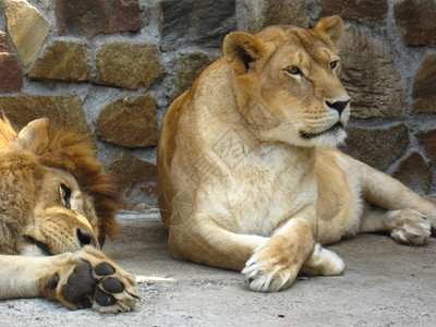 狮子和狮子在动物图片