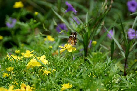 蝴蝶飞过花园里的黄色波斯菊背景图片