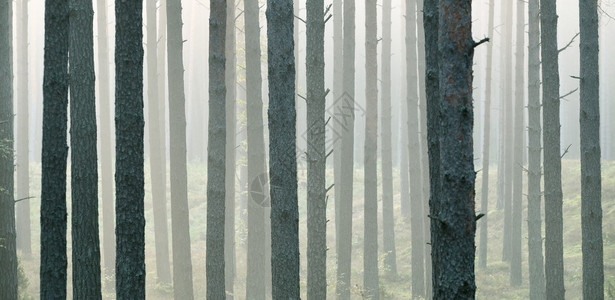 强烈的美丽雾在森林里背景图片