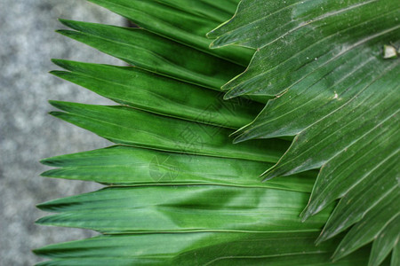 绿色棕榈树叶背景纹理图片
