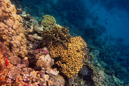 度假时潜水时在海中看到五颜六色的珊瑚图片