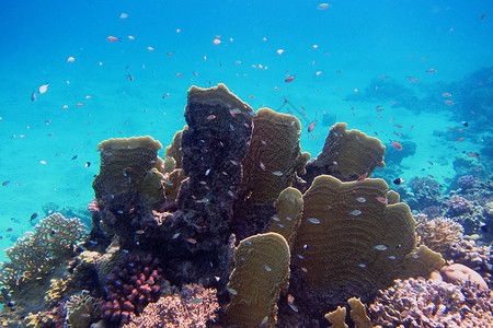 潜水时海中的大型彩色珊瑚图片
