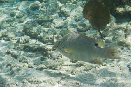 伯利兹海岸一条银鱼的水下特写图片