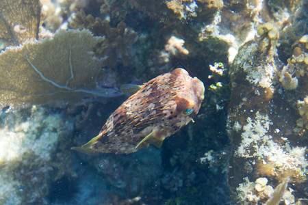 伯利兹海岸河豚鱼的水下特写图片