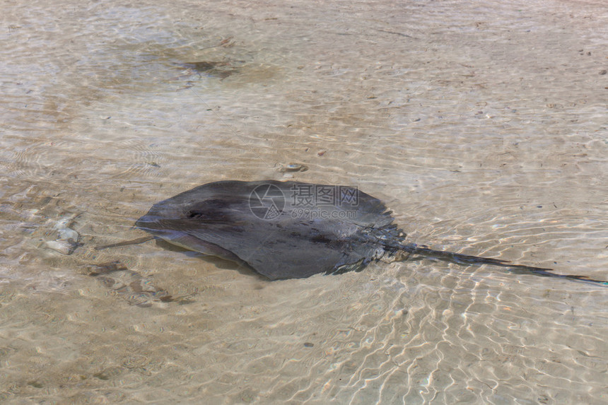 在伯利兹AmbergrisCaye的圣佩德罗AmbergrisCay图片