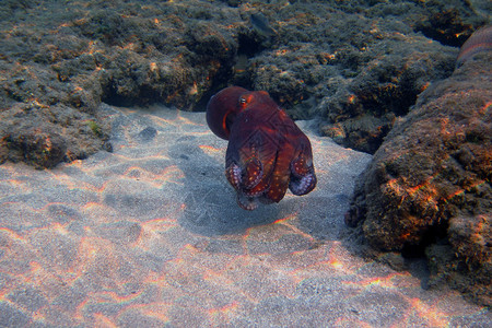 红章鱼在埃及海底游泳图片