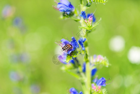 蜜蜂从花草甸采集花蜜图片