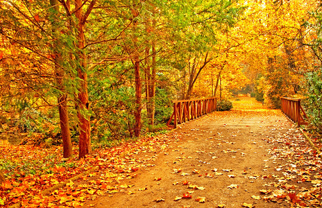 公园里漂亮的秋景图片