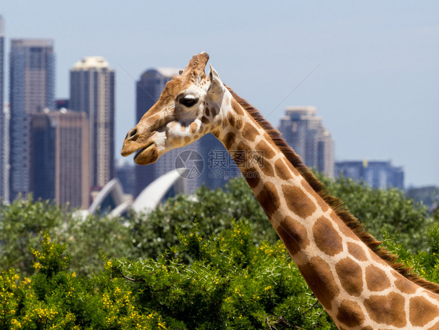 塔龙加动物园的法拉菲斯Giraffes与澳大利亚悉尼生物多样公图片