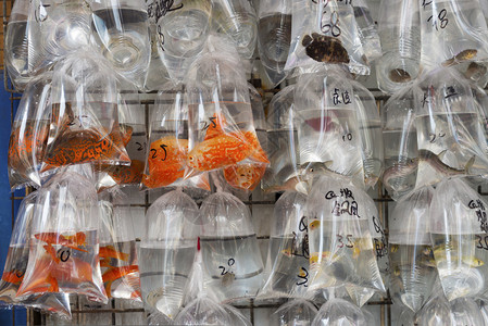 香港九龙宠物市场塑料袋出售的金鱼旺角金鱼市场出售背景图片