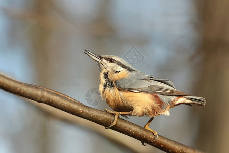 Nuthatch在强风下图片