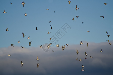 多云的天空中飞翔的树燕群图片
