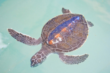 海龟保护海洋物种的保护图片