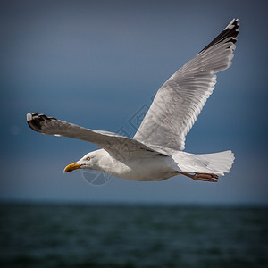 大自然中的海鸥图片