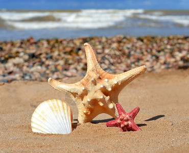 海星和沙子上的贝壳图片