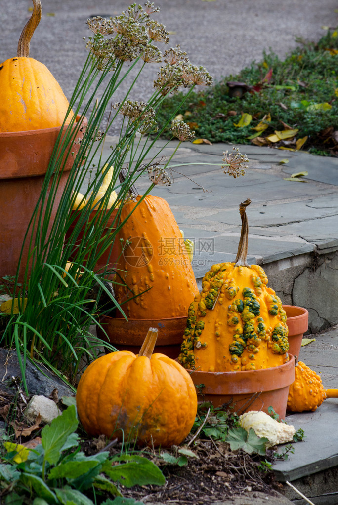 装饰凝胶南瓜和秋叶在秋季节日的定图片