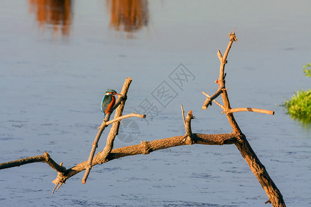 RSPBRainham沼泽鸟类保护区的捕鸟王图片