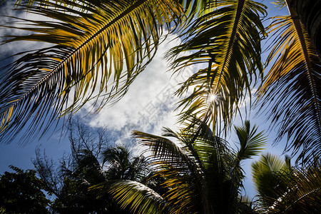 阳光明媚的日子里的棕榈叶图片