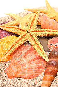 沙滩上的海星贝壳和海扇壳与白色隔离图片