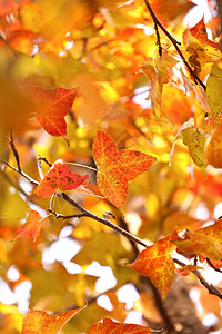 秋季的红叶图片