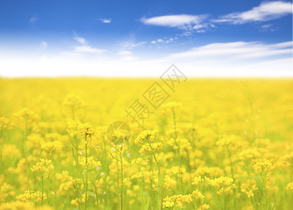 田野和蓝天背景中的黄色花朵图片