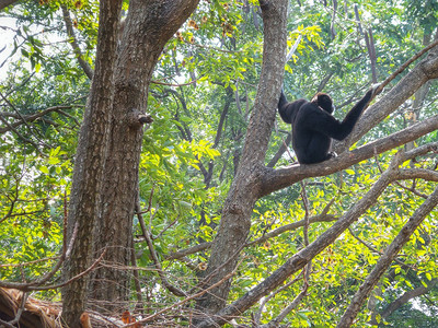 大自然中树上的长臂猿图片