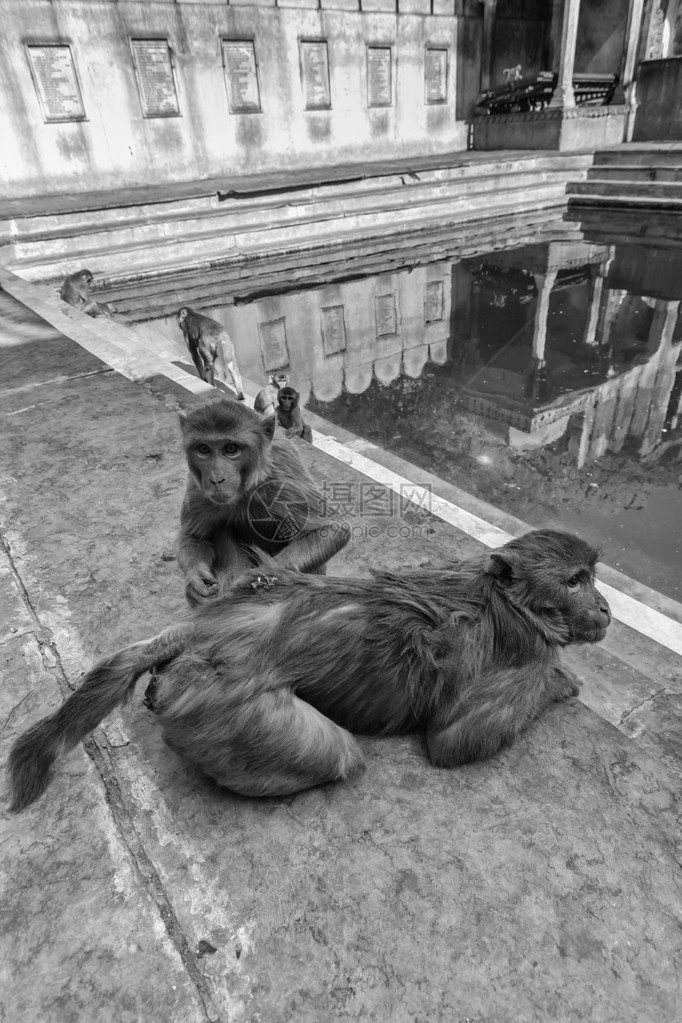 印度拉贾斯坦邦斋浦尔和印度猴子图片