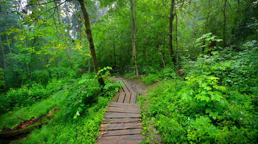 森林中的楼梯消失在雾中图片