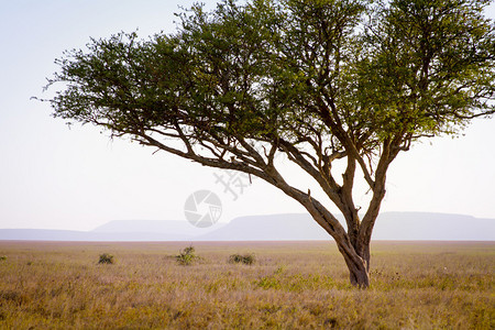 豹子在坦桑尼亚非洲图片