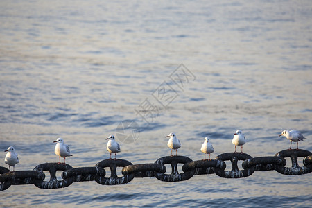 横滨港的海鸥图片