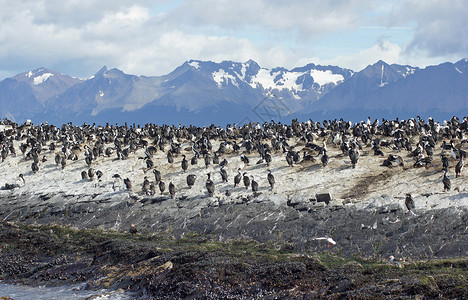 阿根廷比格尔海峡Cormorant图片