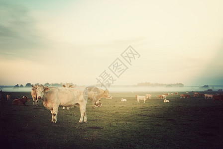 牧草上牛群图片