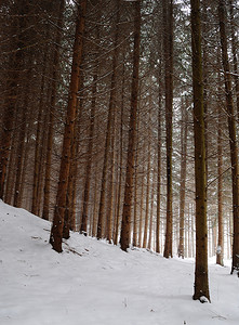 冬季松树林图片