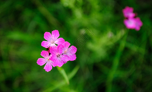 绿色背景下的粉红色花朵图片