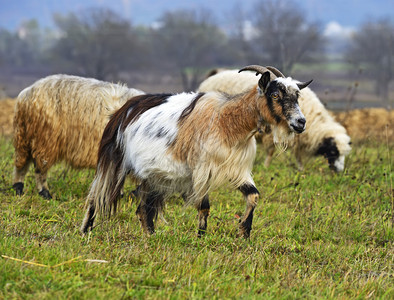 高山牧场上的羊群图片