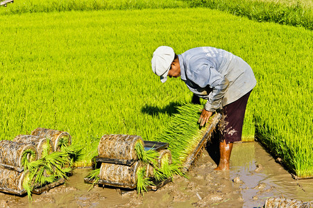泰国种植树苗大米图片