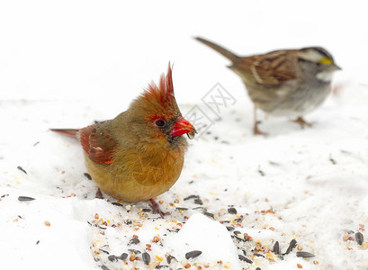 这位女红衣主教在暴风雪后寻找鸟食时图片