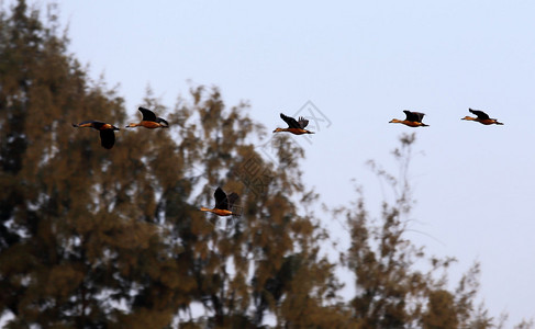 在孟加拉国迁徙鸟图片