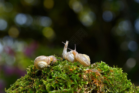 绿叶蜗牛图片