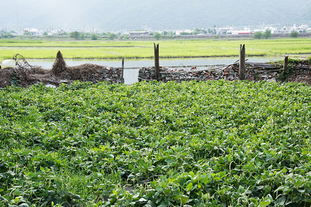 亚洲村花园景观图片