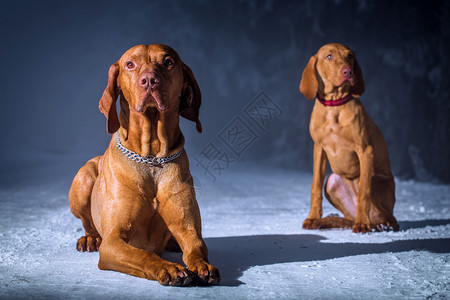 两条匈牙利猎犬图片