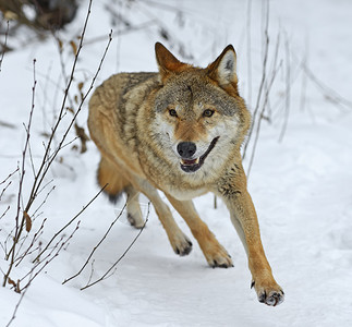 冬天森林里的灰狼图片